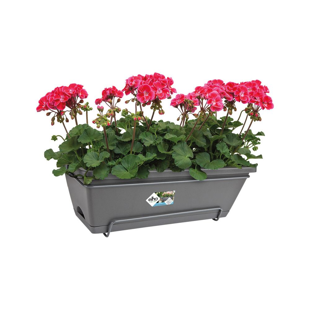 Szara skrzynka balkonowa z czerwonymi pelargoniami i zielonymi liśćmi, na białym tle.