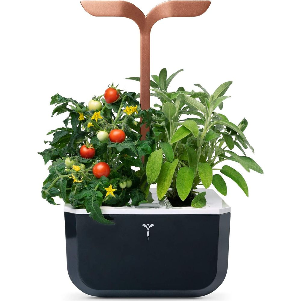 Tomatenpflanze mit reifen und unreifen Früchten und Salbeipflanze in einem dunklen Topf.