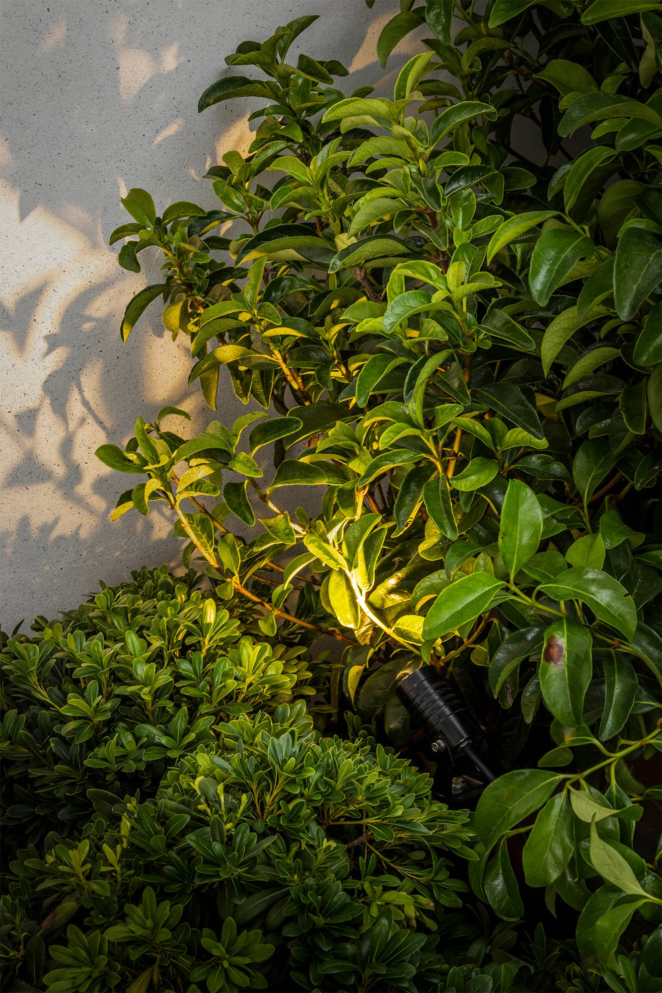 Foglie verdi e un piccolo faretto nero che illumina le piante.