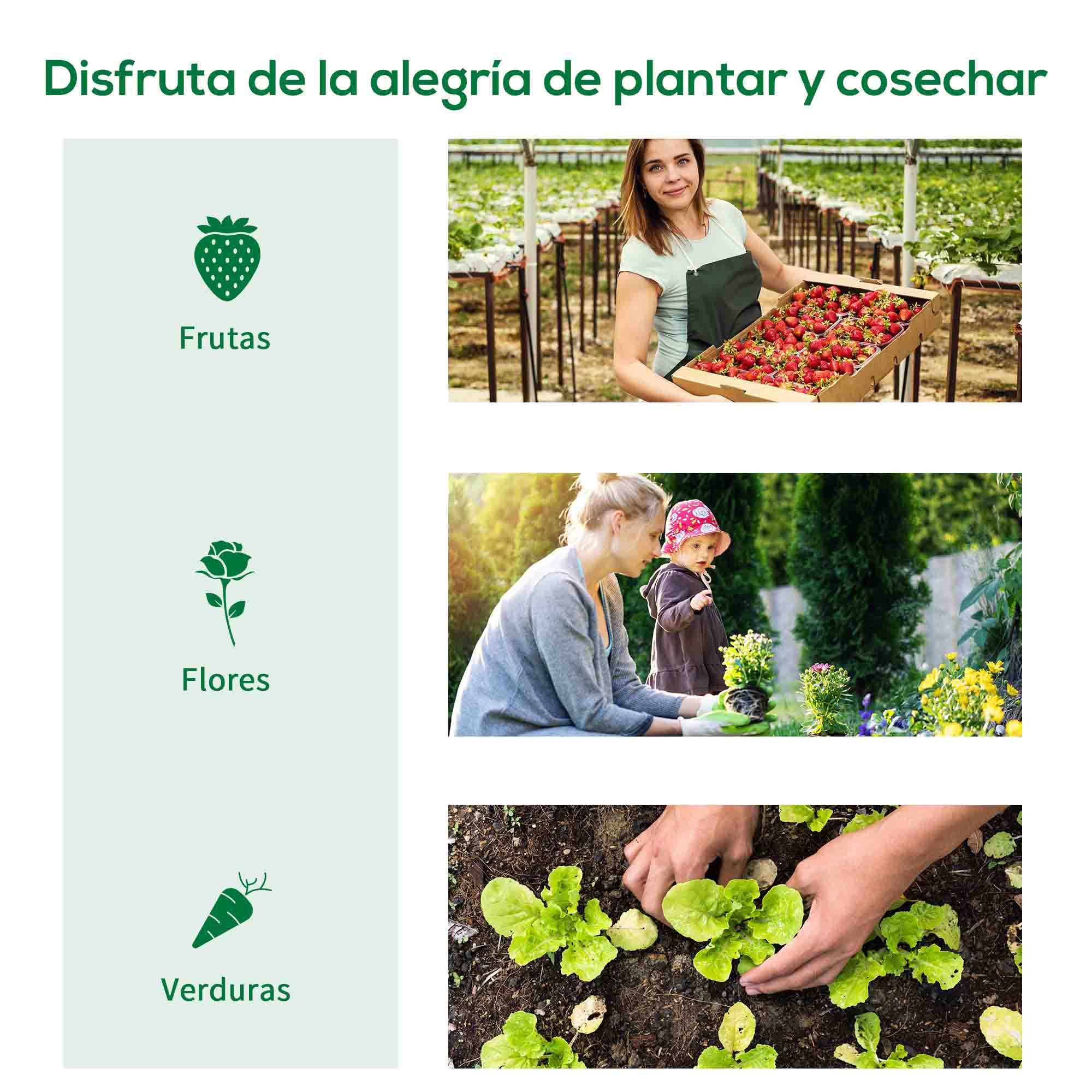 Mujer con fresas, madre e hijo en el jardín, manos plantando lechuga.