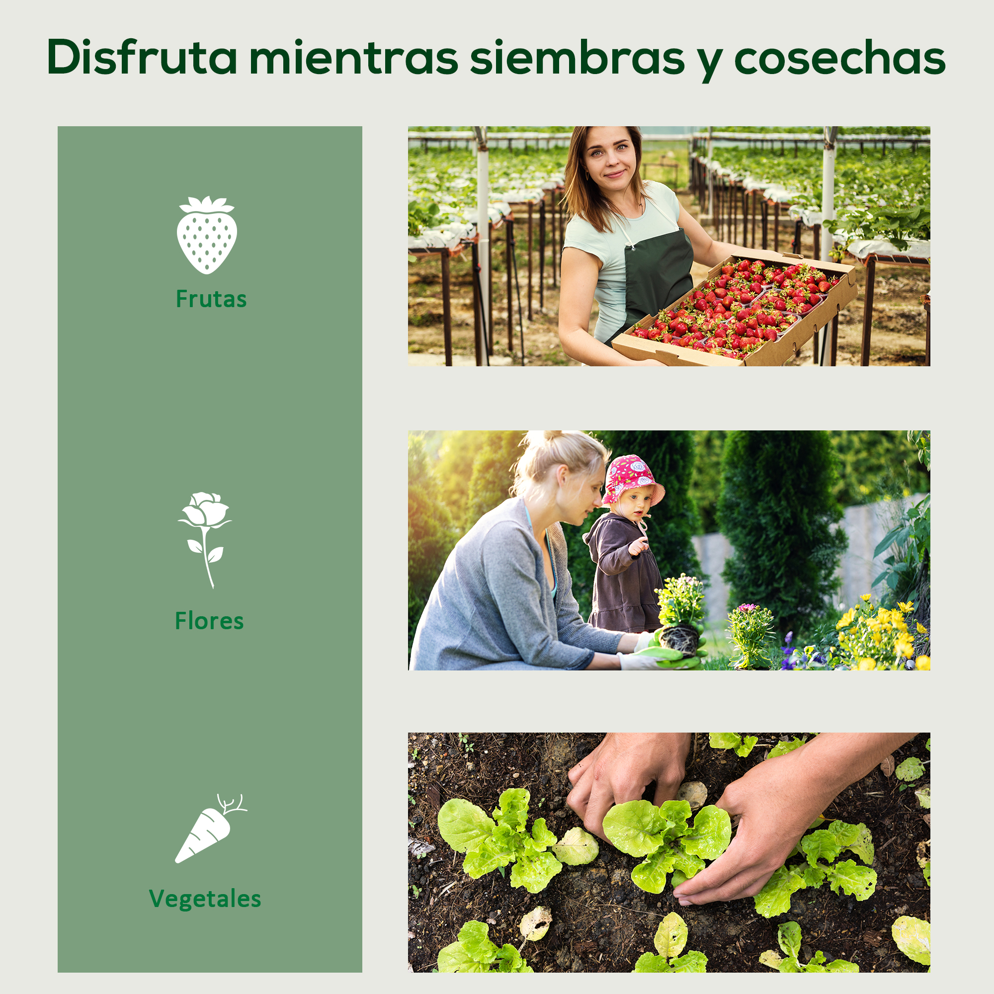 Mujer cosechando fresas, mujer con niño en jardín, manos plantando lechuga.
