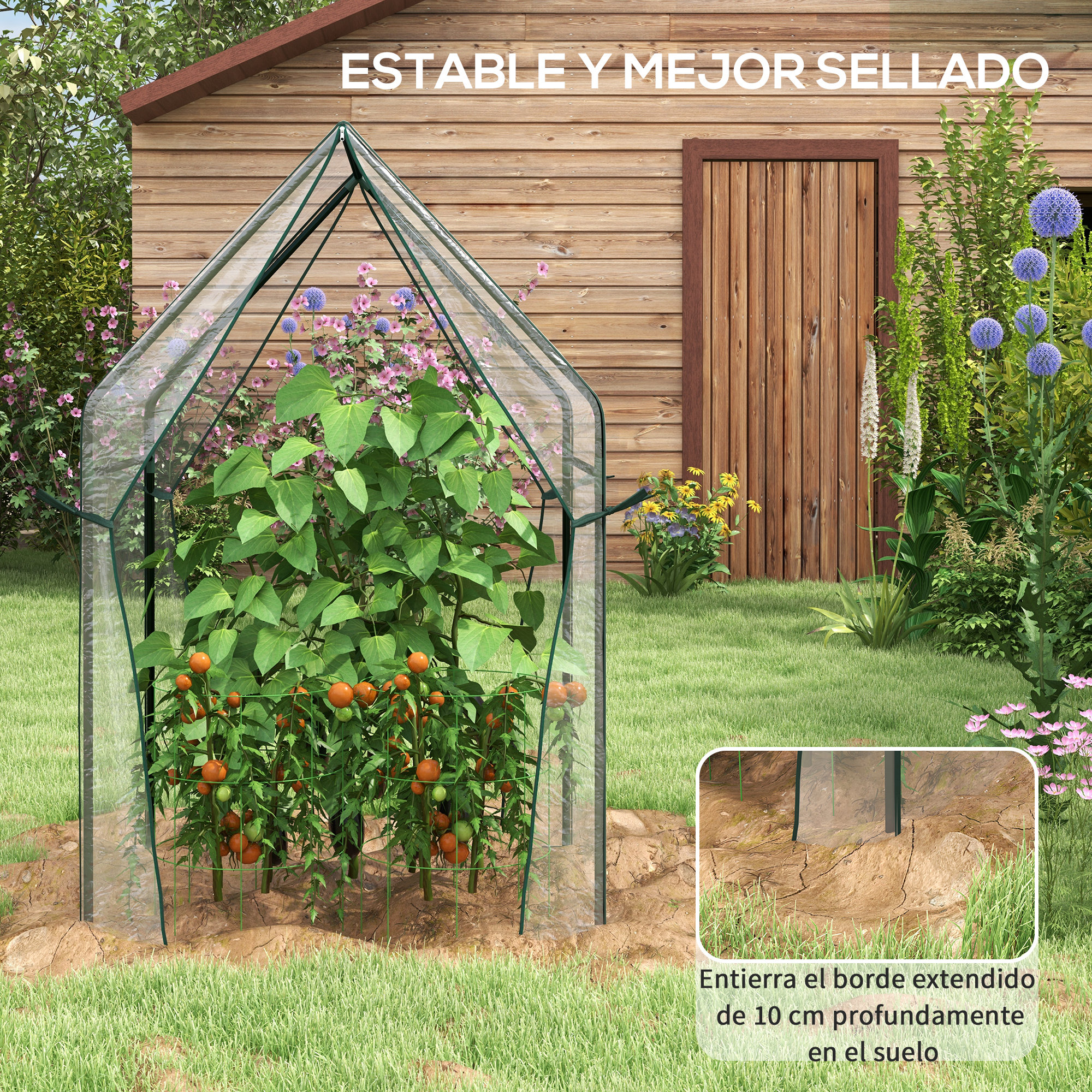 Un invernadero con plantas de tomate está en un jardín frente a un cobertizo de madera.