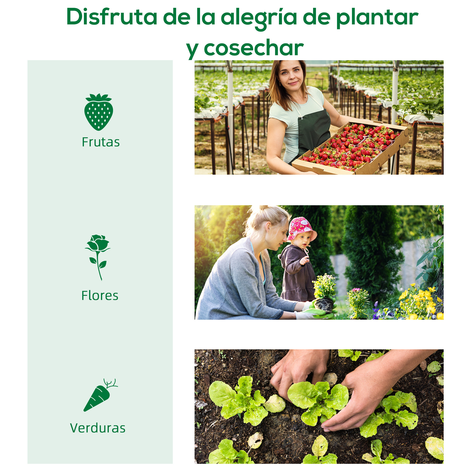 Mujer con fresas, madre e hijo en el jardín, manos plantando lechuga.