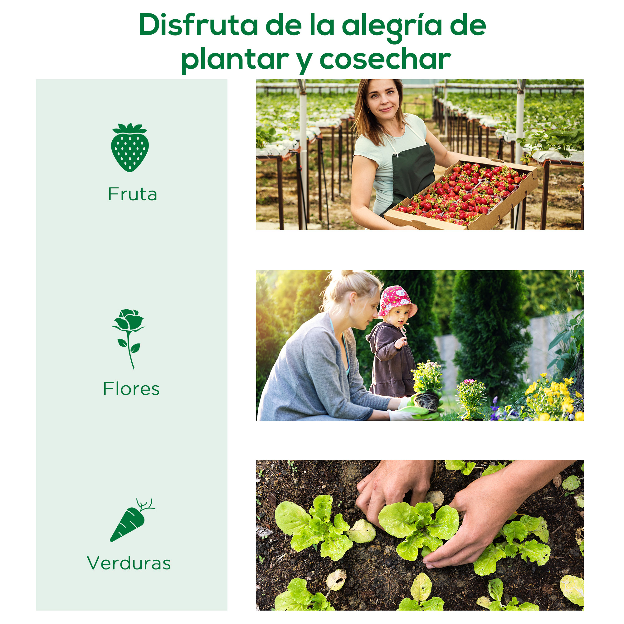 Mujer con fresas, madre e hijo en jardín, manos plantando lechuga.