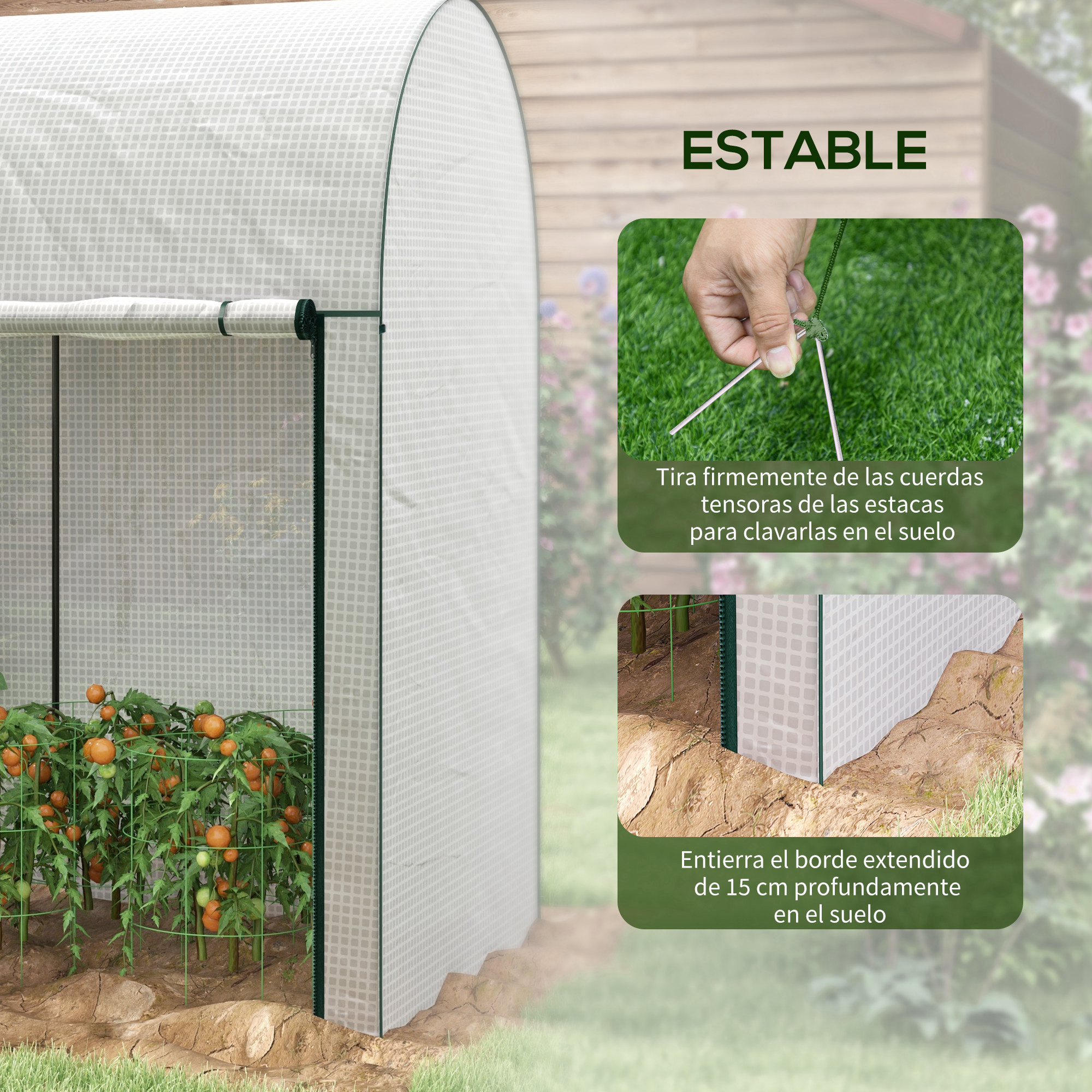 Un invernadero con plantas de tomate e imágenes instructivas de fijación.