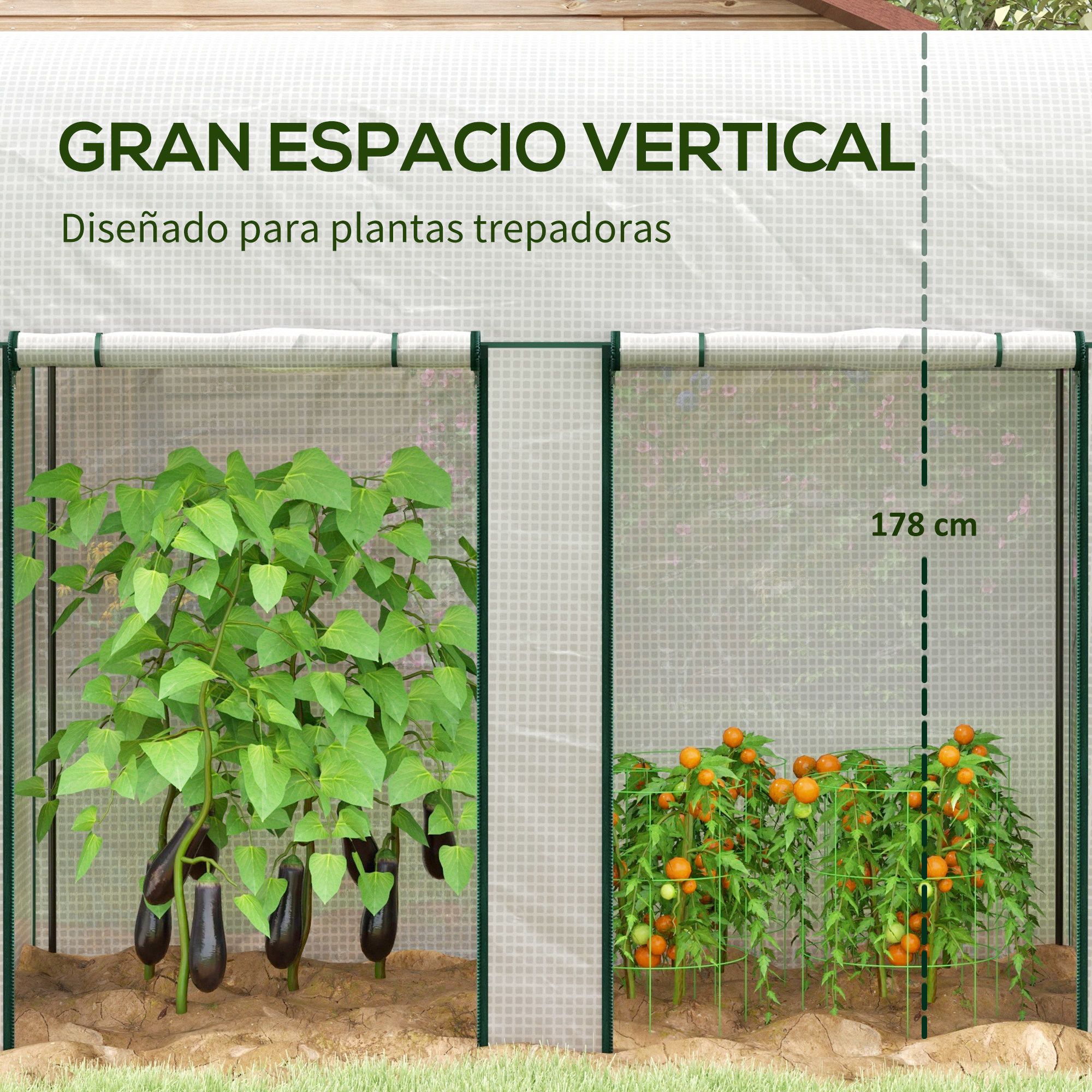 Invernadero con berenjenas a la izquierda y tomates a la derecha. Altura 178 cm.