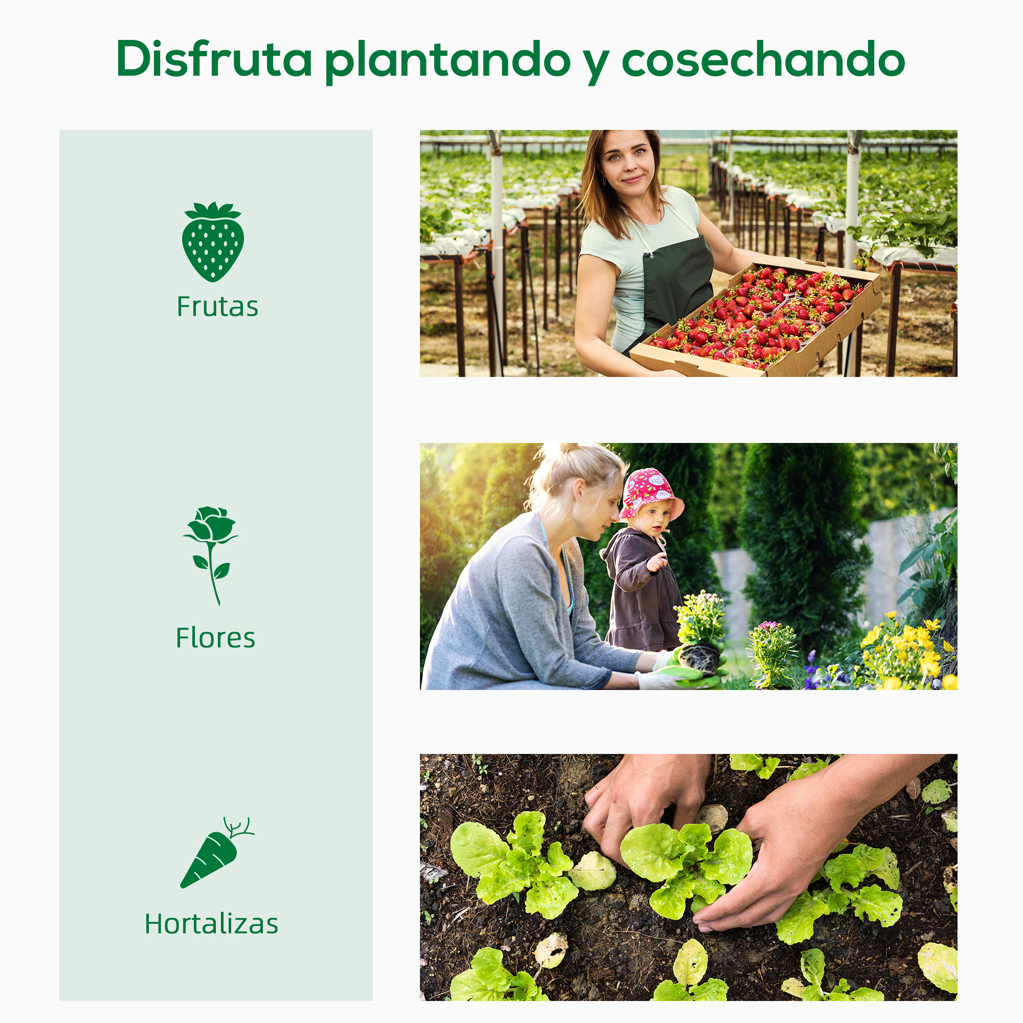 Mujer con fresas, madre con niño en jardín, manos plantando lechuga.