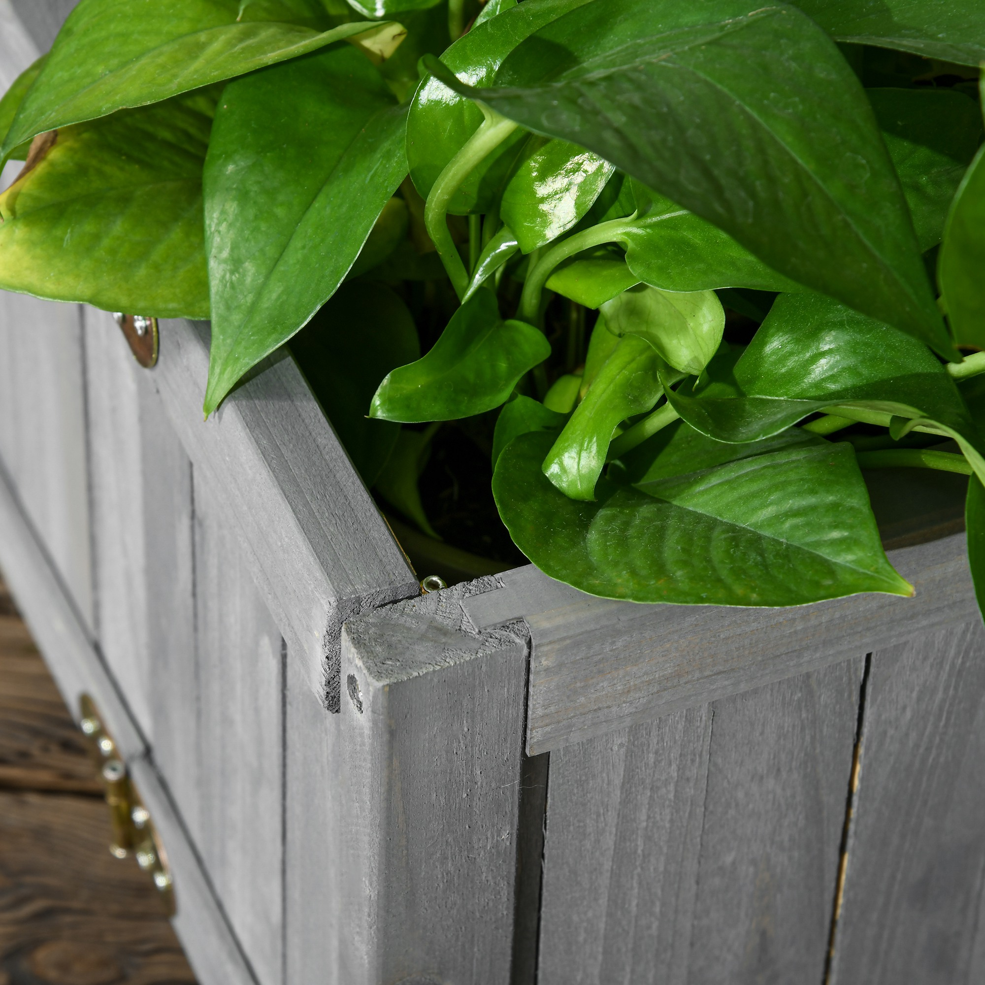 Hojas verdes en una caja de madera gris con herrajes metálicos sobre suelo de madera.