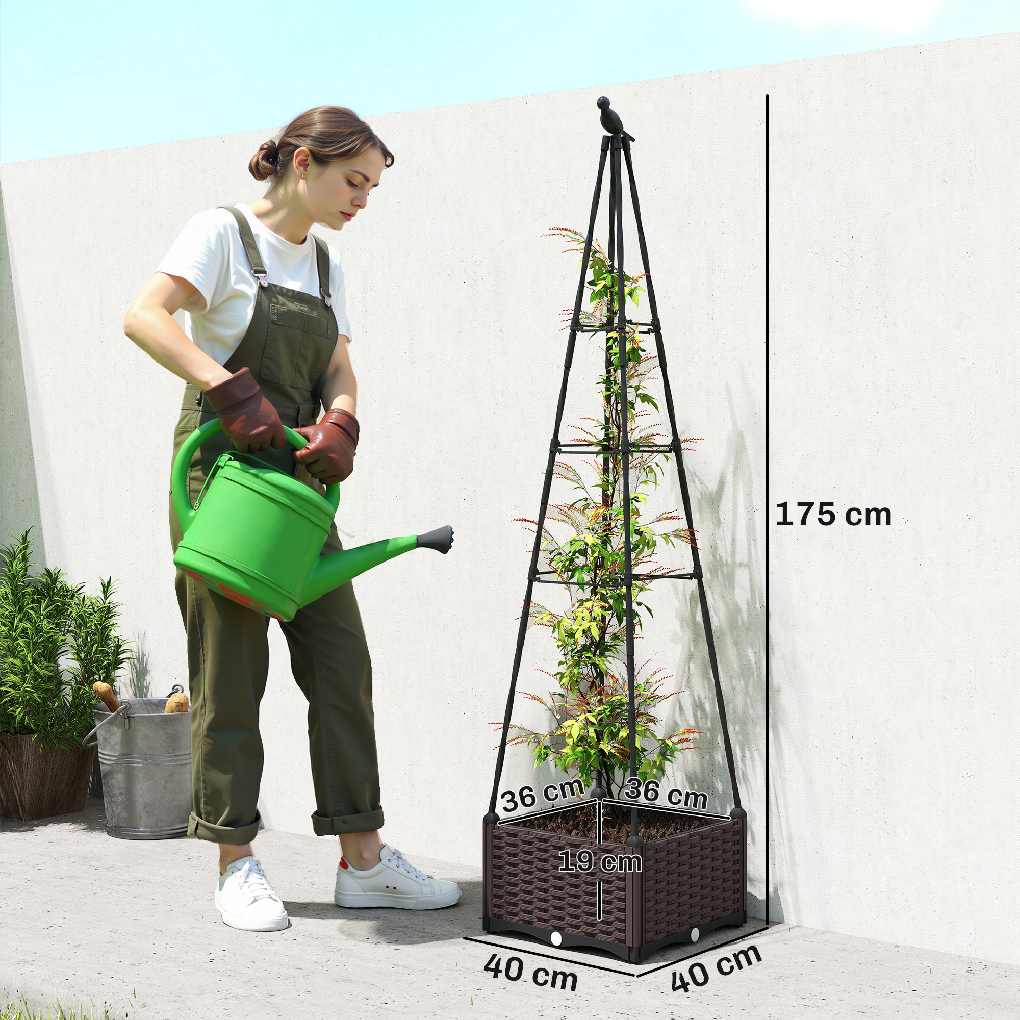 Mujer riega planta en enrejado, se muestran dimensiones.