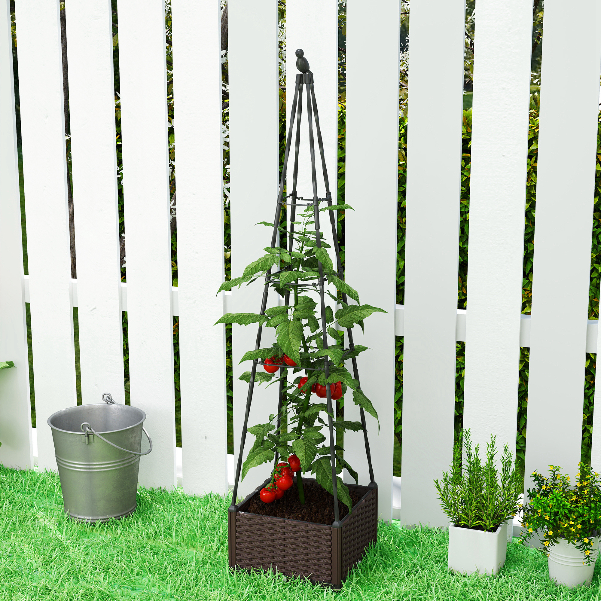 Planta de tomate en espaldera frente a valla blanca con cubo y macetas.
