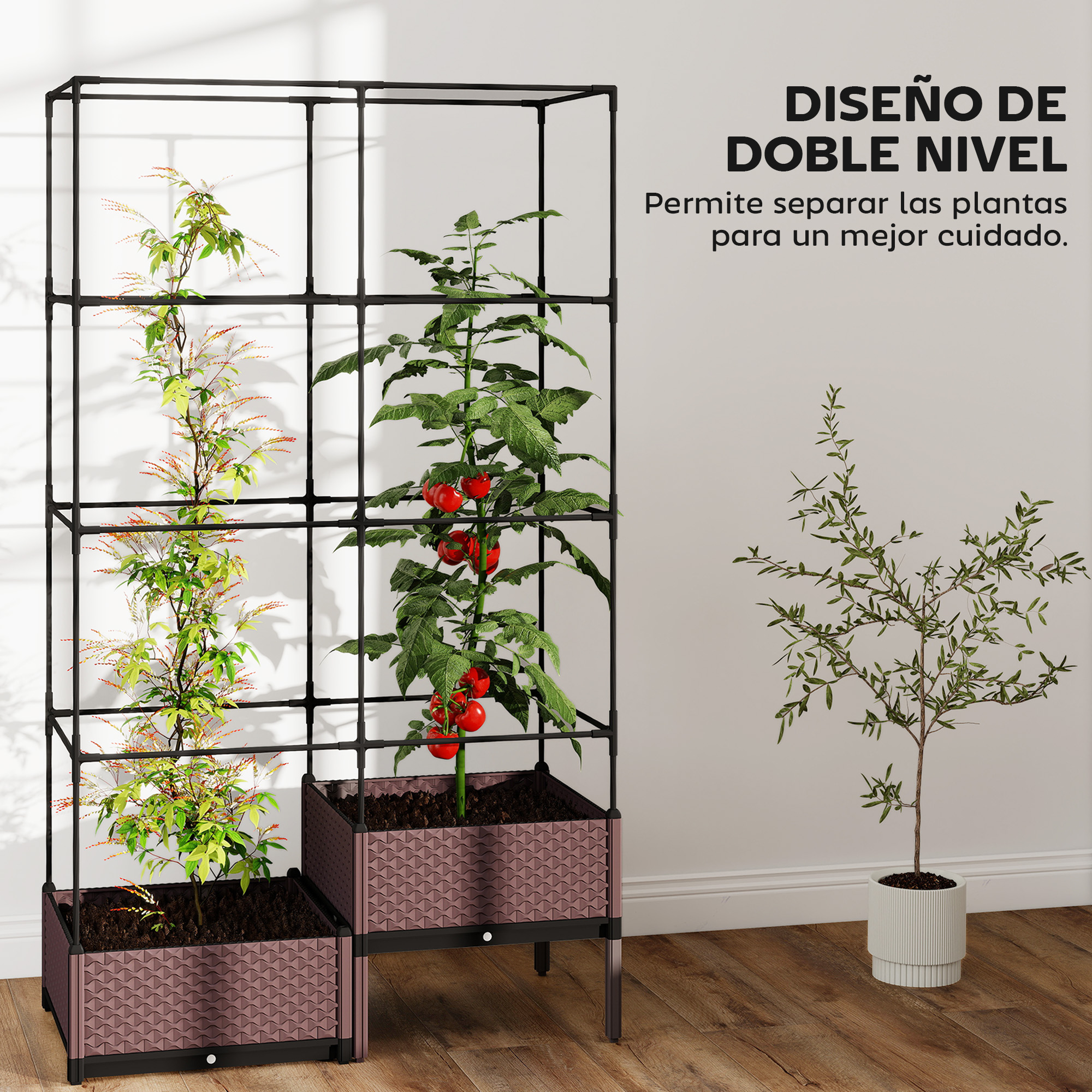 Un marco negro con dos plantas. Una planta de tomate tiene tomates rojos.
