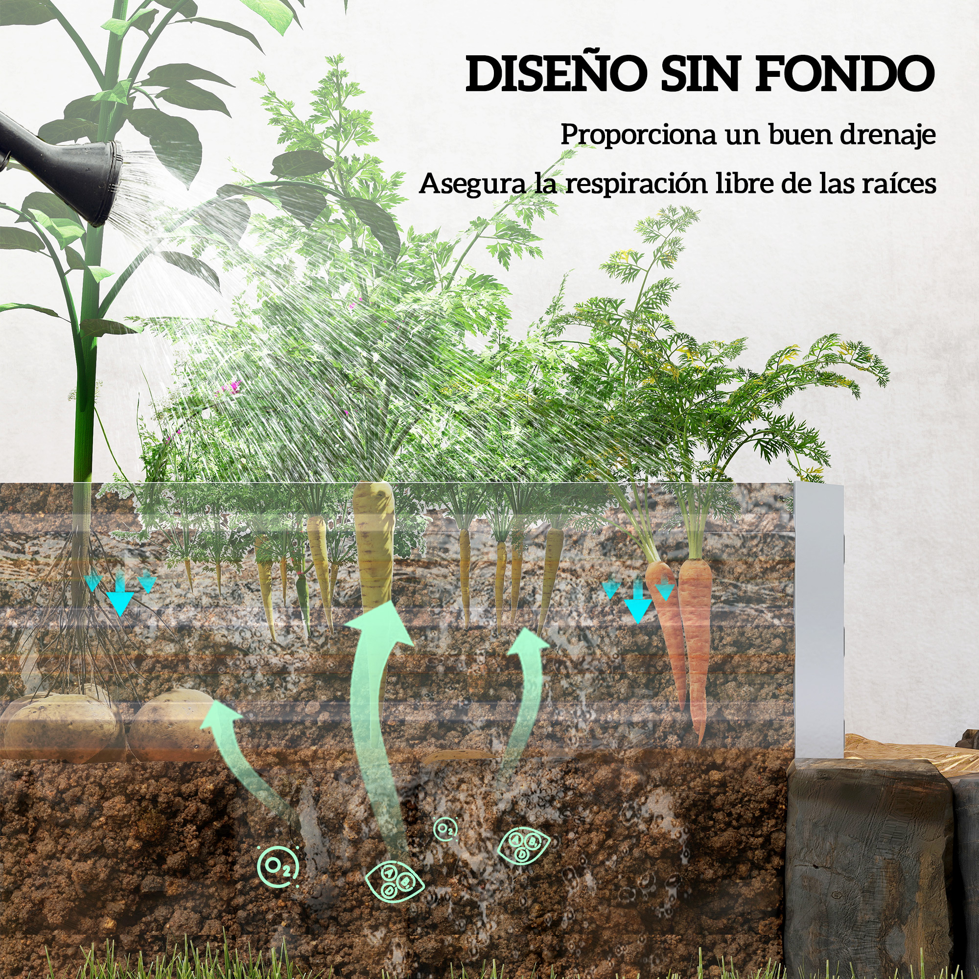 Riego de una planta con raíces de zanahoria mostrando oxígeno en el suelo.