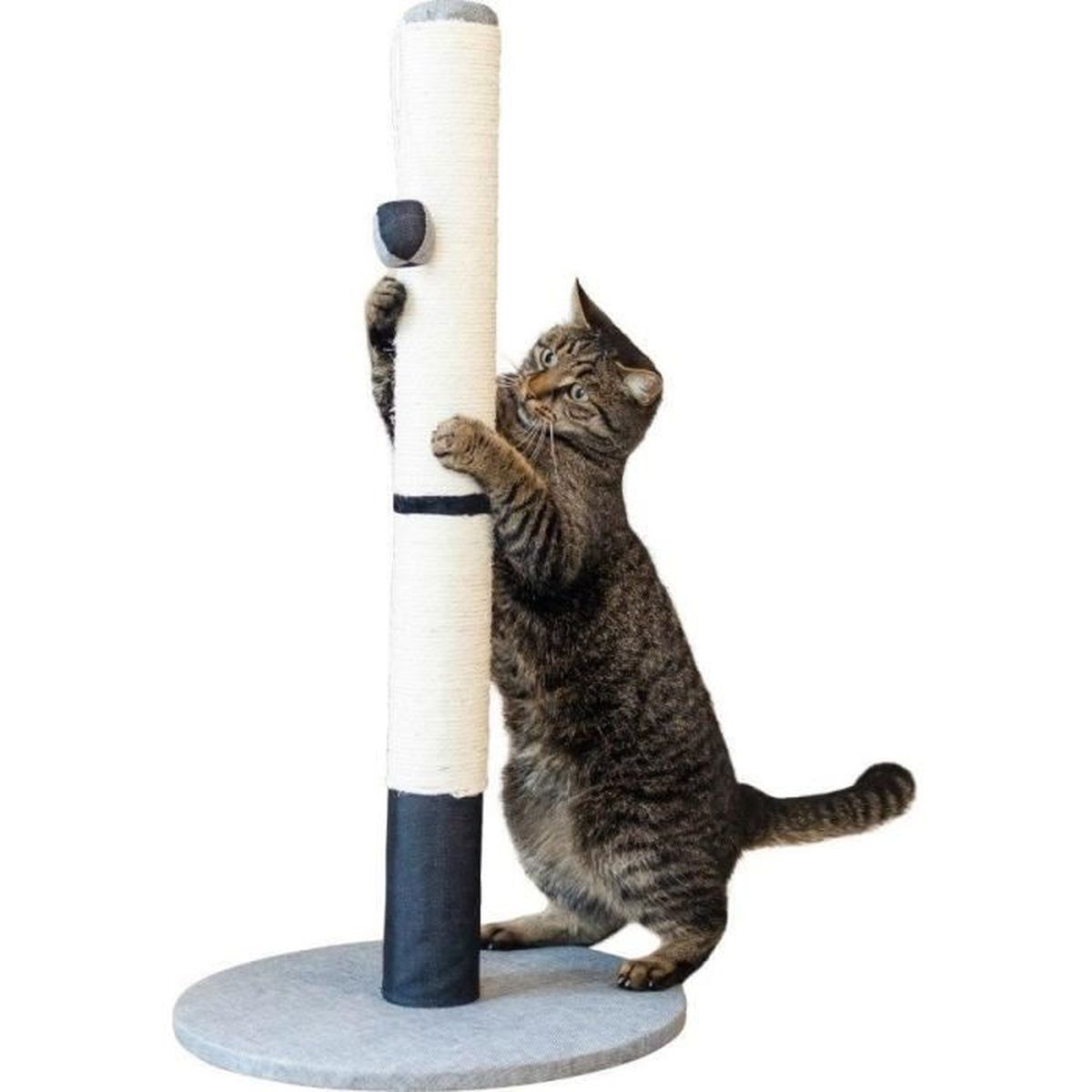 Un gatto soriano si arrampica su un tiragraffi.