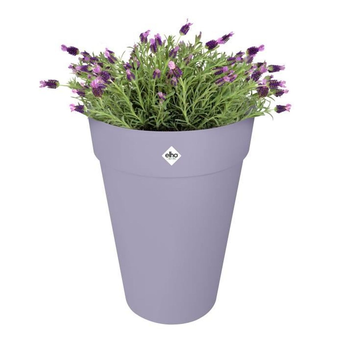 Ein Topf mit lavendelblauen Blüten und grünen Blättern in einem lila Topf.