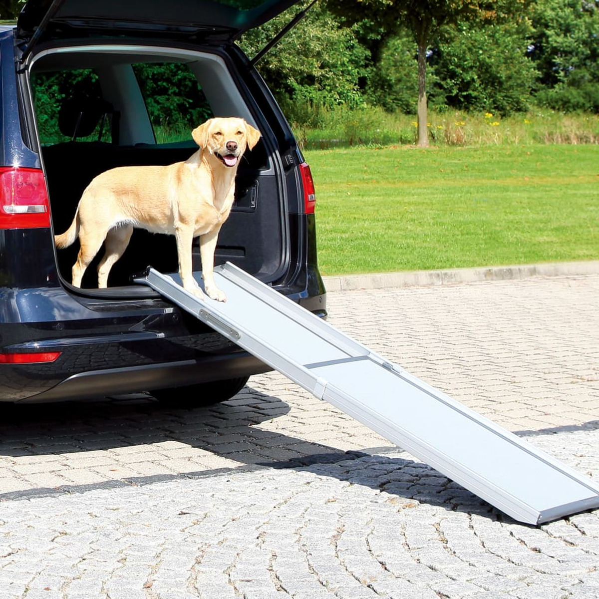Ein heller Labrador steht auf einer Rampe neben einem offenen Kofferraum.