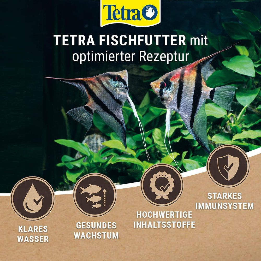 Zwei Angelfische schwimmen in einem Aquarium, umgeben von grünen Pflanzen.