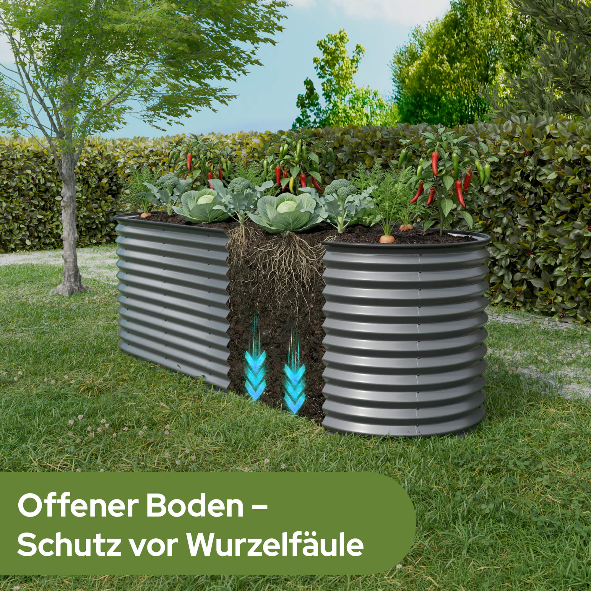 Hochbeet mit Kohl, Brokkoli, Karotten und Chilis. Wurzeln und Drainage dargestellt.
