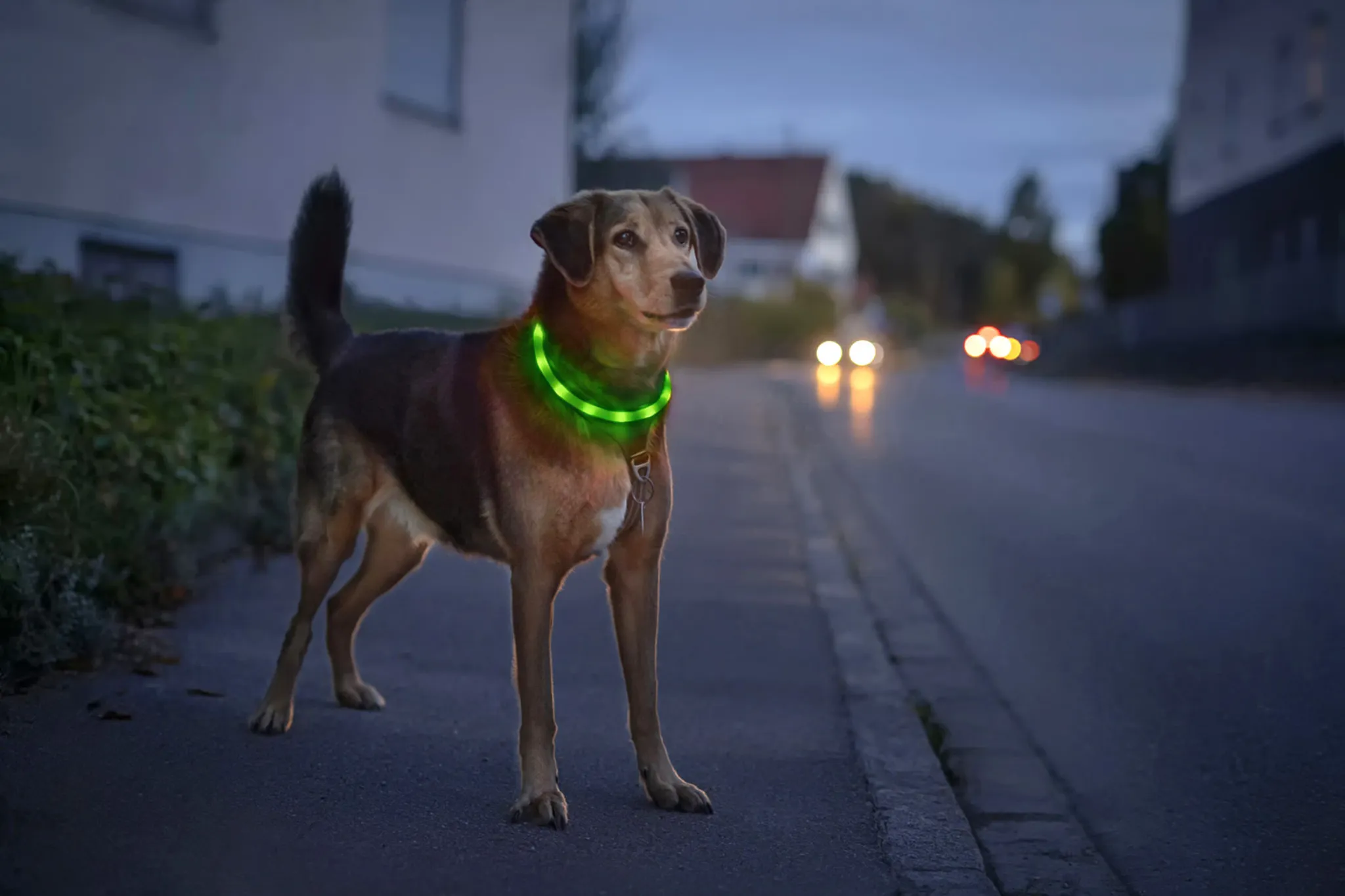 Ein Hund mit einem leuchtenden Halsband steht nachts auf einem Bürgersteig.