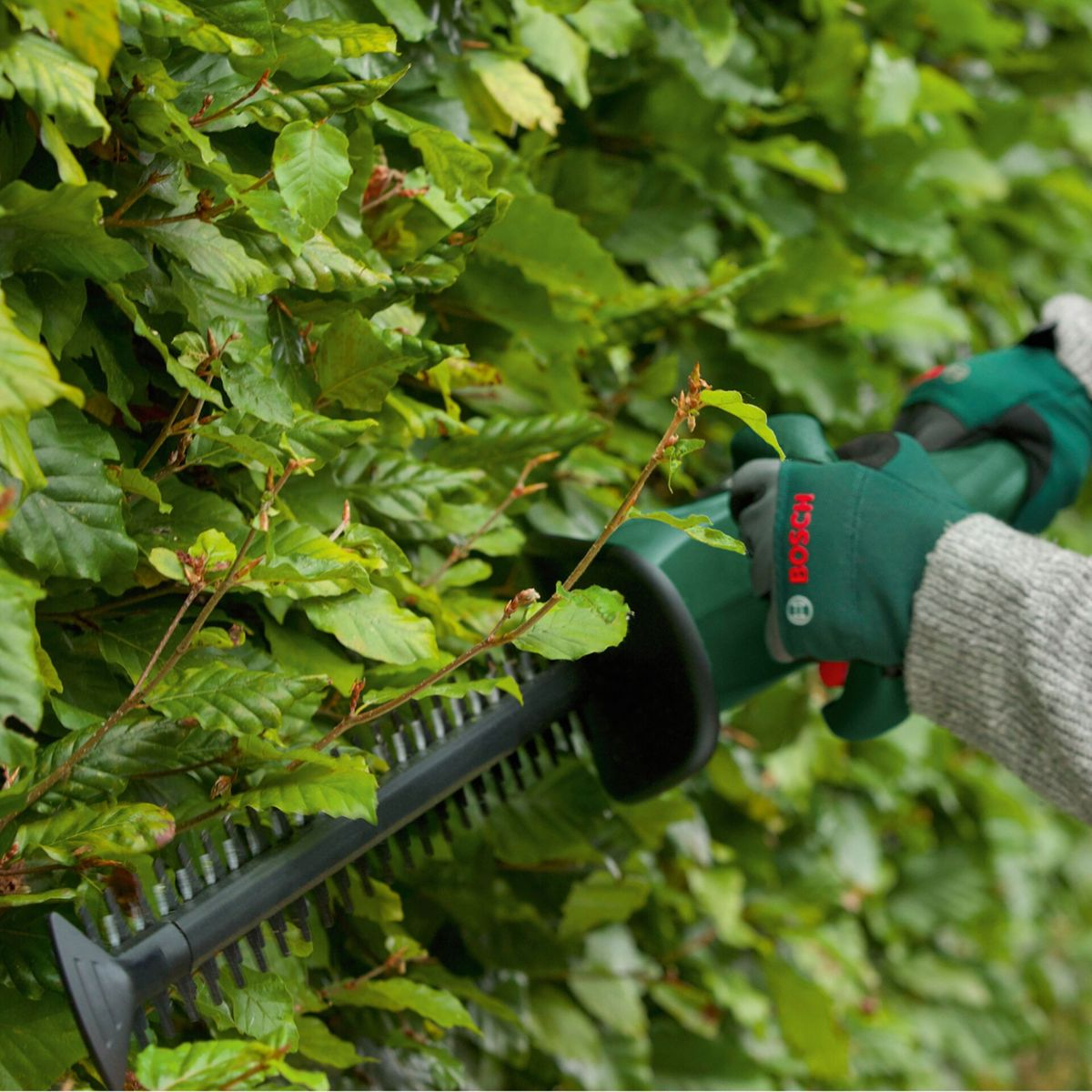 Grüner Heckenscheren-Kopf mit Bosch-Handschuhen schneidet grüne Blätter.