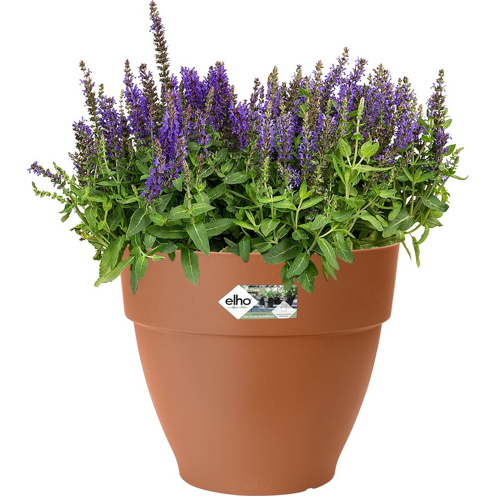 Ein brauner Blumentopf mit violetter Salbei-Blume und grünen Blättern.