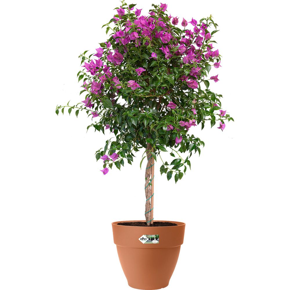 Eine Topfpflanze mit lila Blüten und grünen Blättern steht in einem braunen Topf.