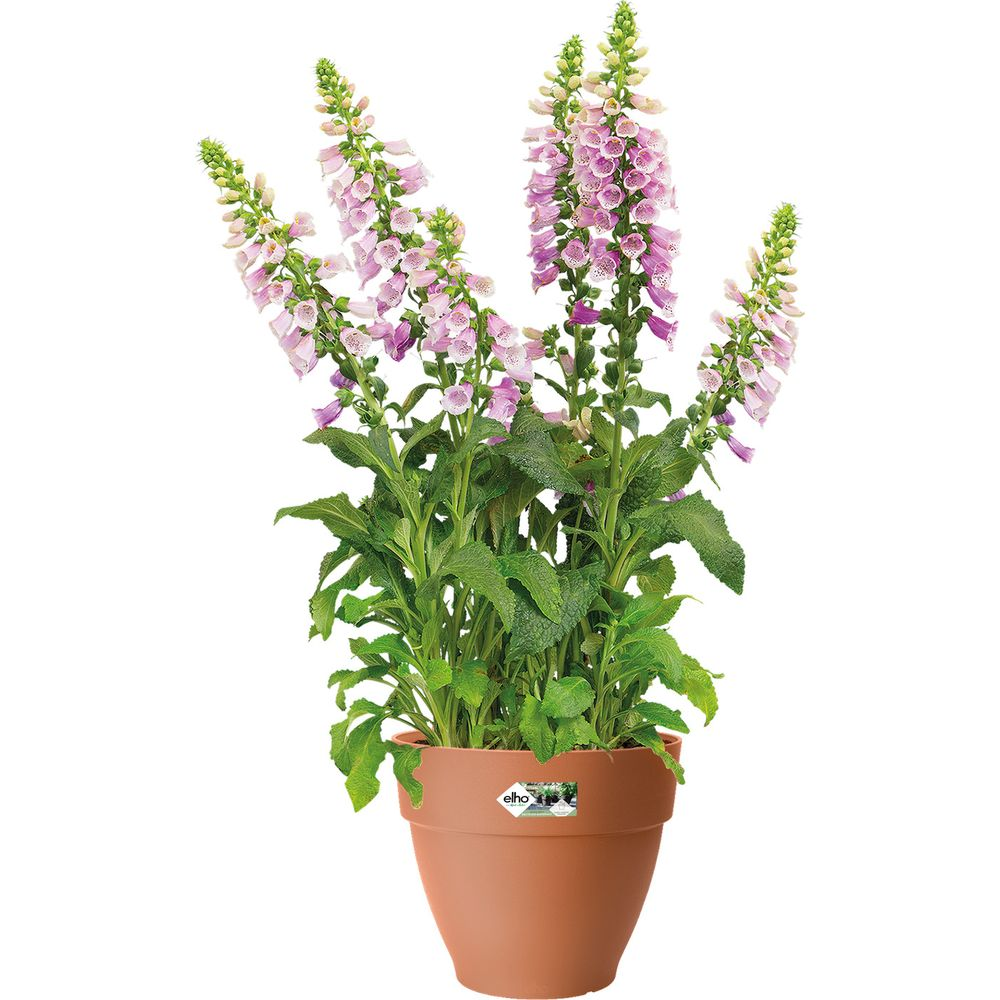Ein Topf mit rosa Fingerhutblüten und grünen Blättern auf weißem Hintergrund.