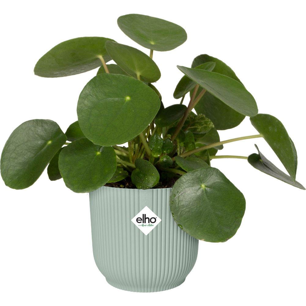 Grüne Pilea-Pflanze in einem hellgrünen gerippten Topf mit dem Elho-Logo.