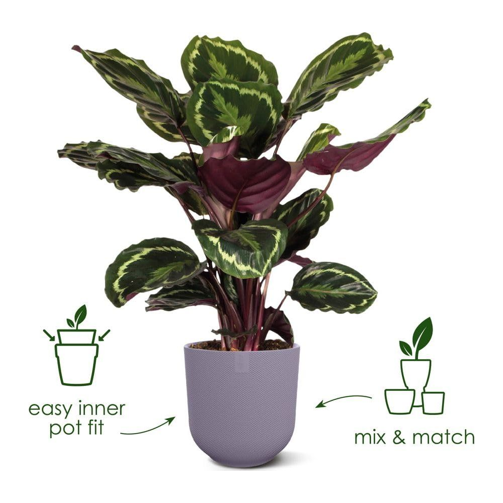 Eine Calathea-Pflanze in einem grauen Topf, mit Diagrammen für "Easy inner pot fit" und "Mix & Match".