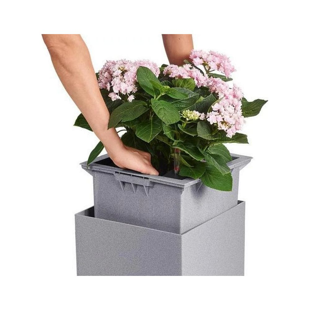 Hände pflanzen eine rosa Hortensie in einen grauen Topf.