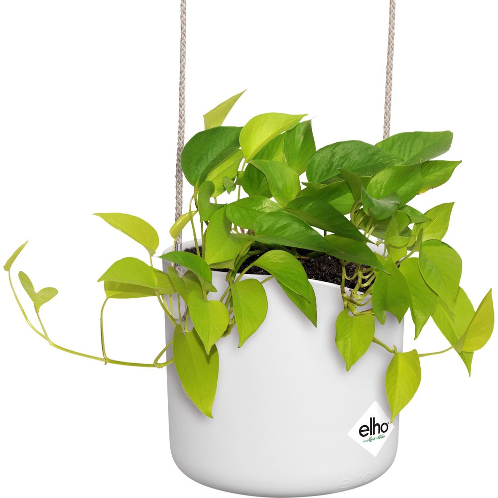 Grüne Pflanze mit gelben Blättern in einem weißen Hänge-Blumentopf.