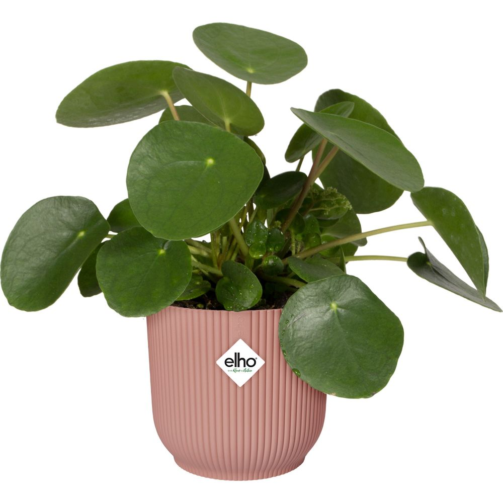 Eine grüne Pilea-Pflanze in einem gerippten, altrosa Topf mit dem Elho-Logo.