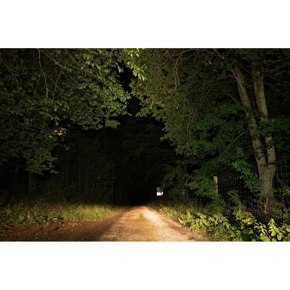 Ein Feldweg führt nachts durch einen dunklen Wald, beleuchtet von Scheinwerfern.