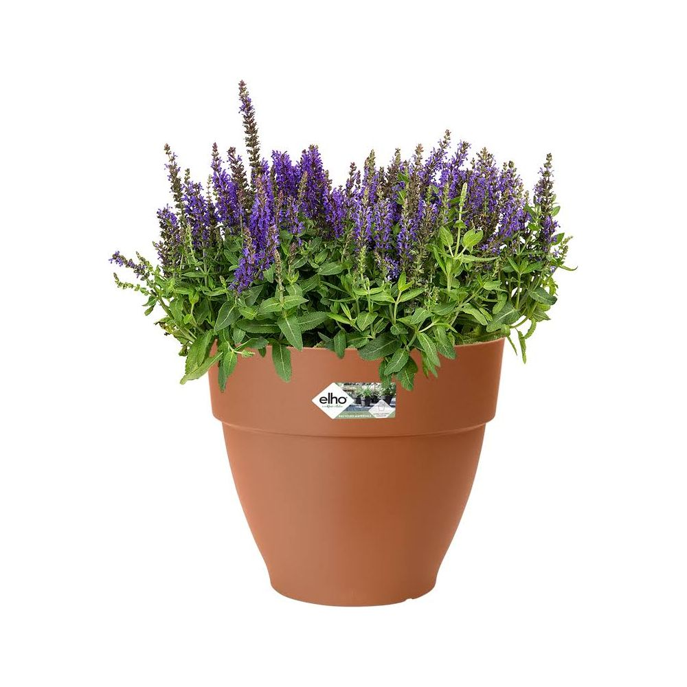 Ein brauner Blumentopf mit lila blühendem Salbei, weißer Hintergrund.