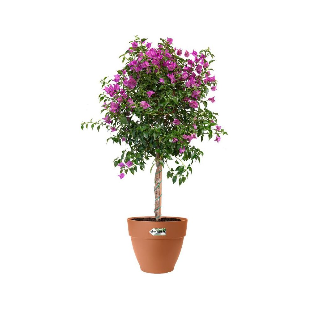 Ein blühender Bougainvillea-Baum in einem Terrakotta-Topf.