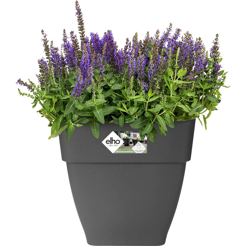 Ein grauer Pflanzkübel mit violetten Salbeiblüten und grünen Blättern.