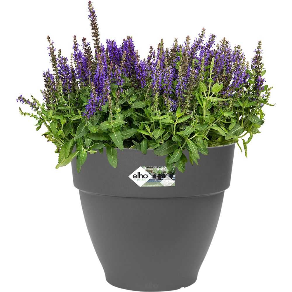 Ein grauer Topf mit violetten Salbei-Blüten und grünen Blättern.