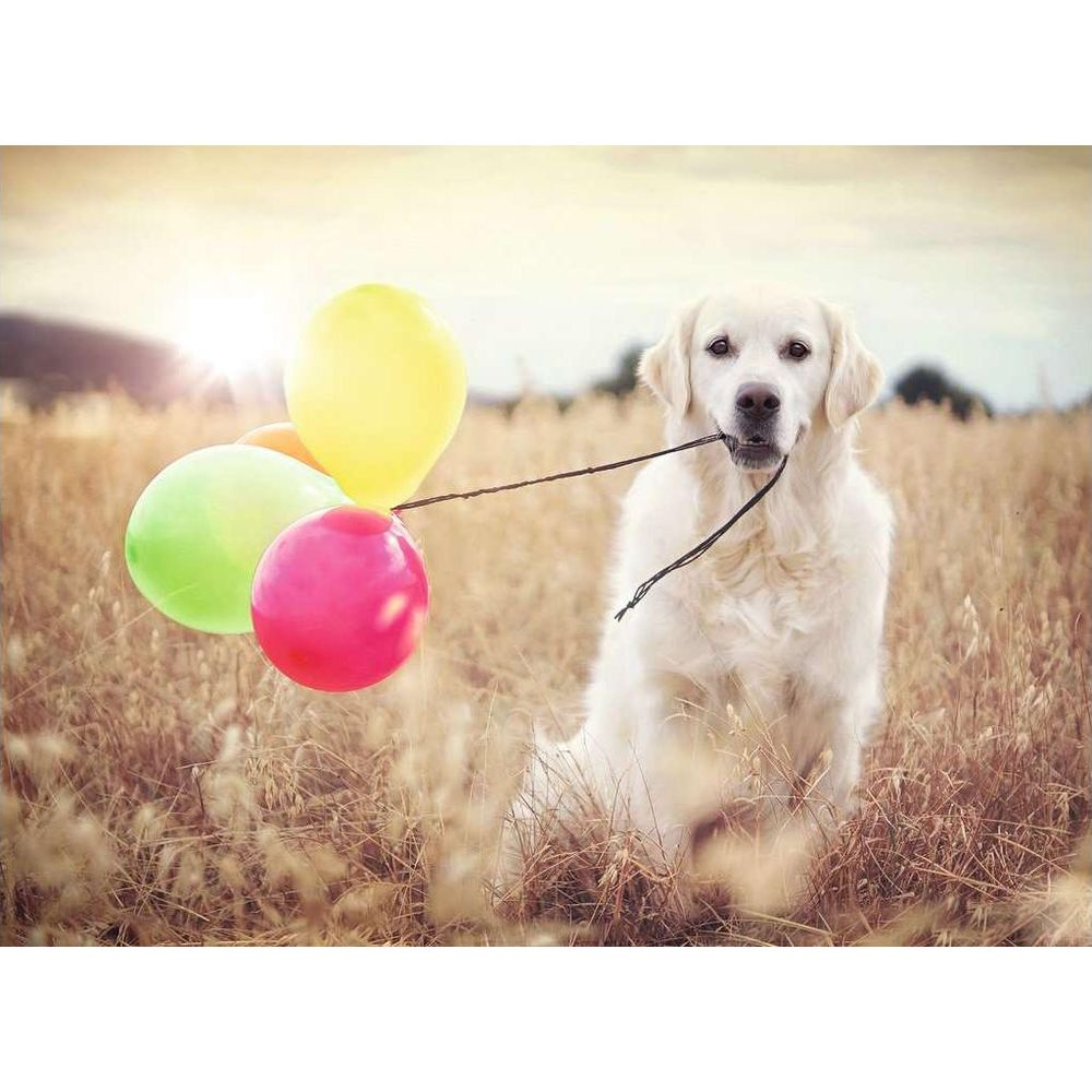 Un Golden Retriever bianco tiene palloncini in bocca in un campo.