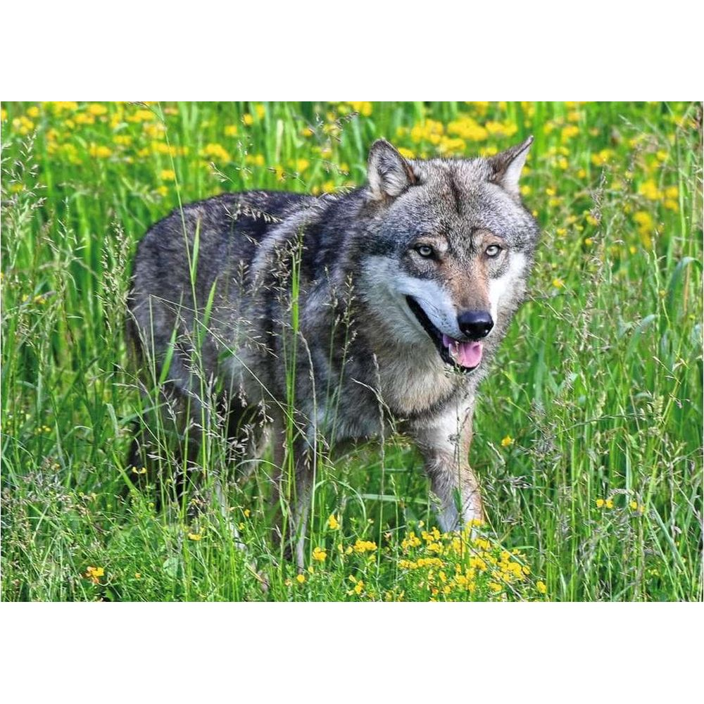 Un loup se tient dans de l'herbe haute avec des fleurs jaunes. Sa gueule est entrouverte.