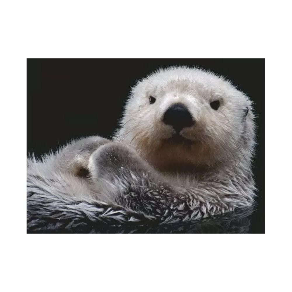 Ein Otter mit hellem Fell schwimmt auf dem Rücken auf schwarzem Wasser.