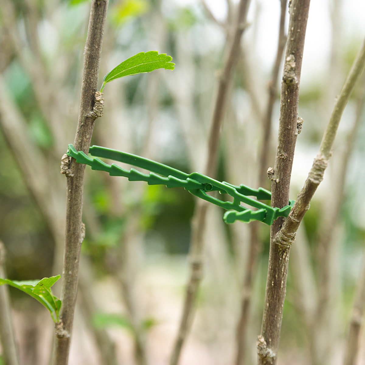 Clip verde che fissa insieme due steli di piante.