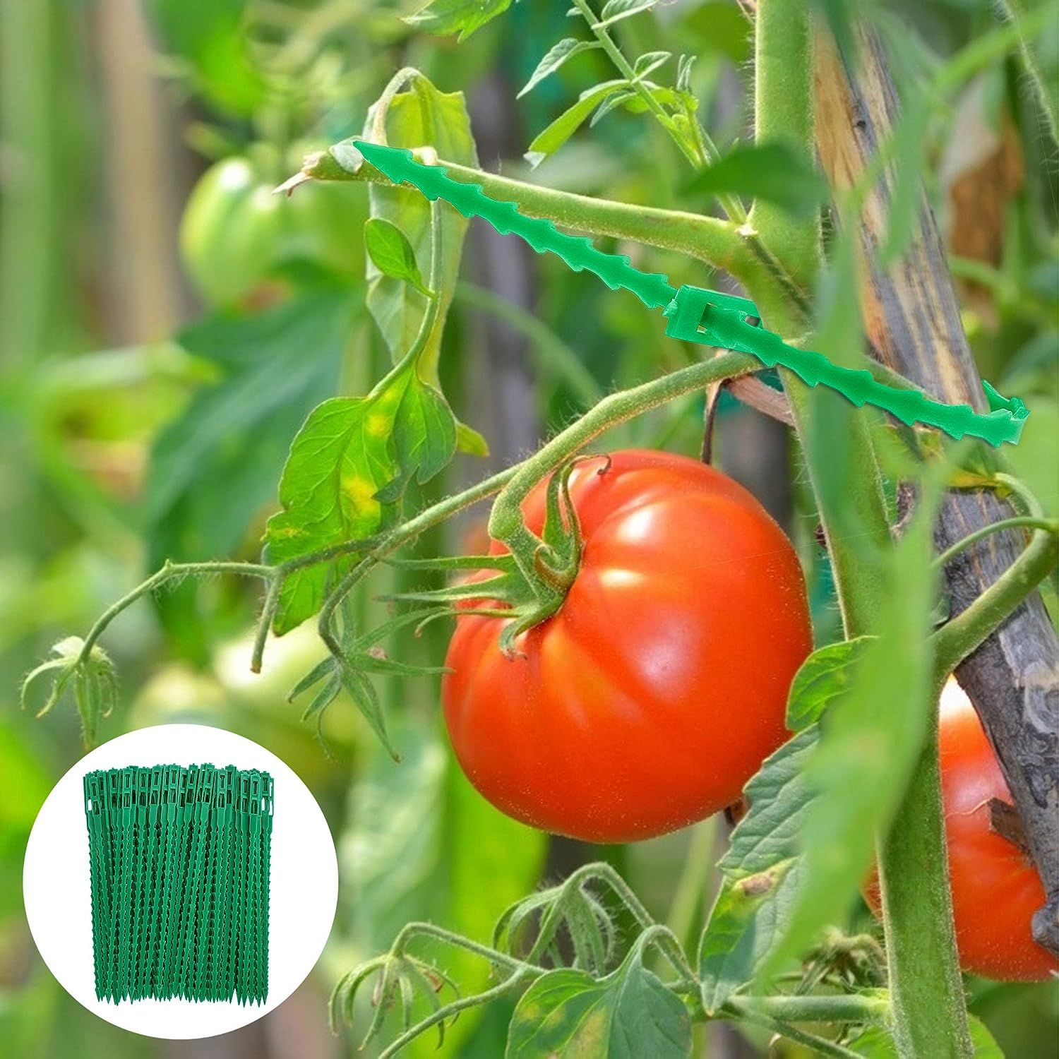 Clip verdi per pomodori sostengono un pomodoro rosso e pianta. Molti clip in cerchio.