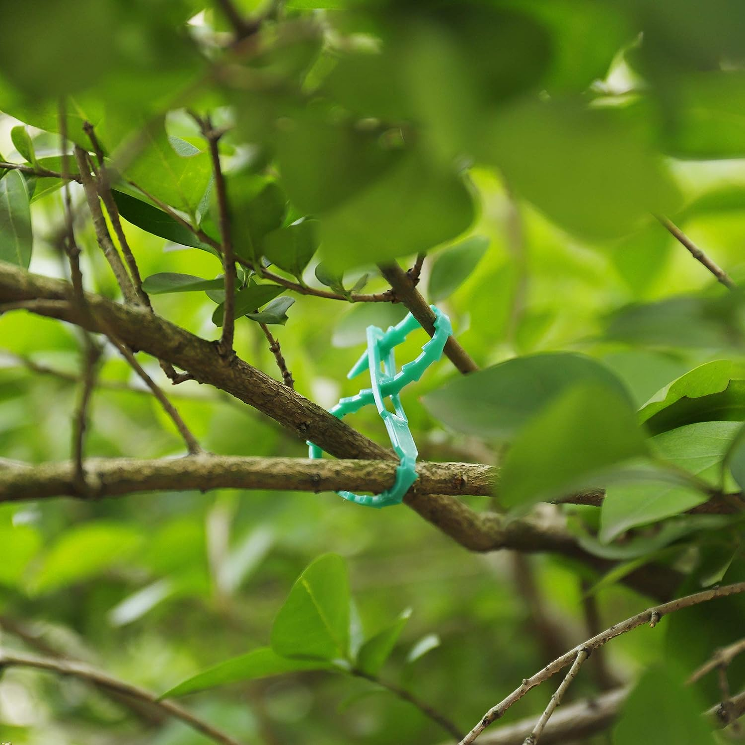 Clip verdi di plastica fissano due rami d'albero tra fogliame verde.