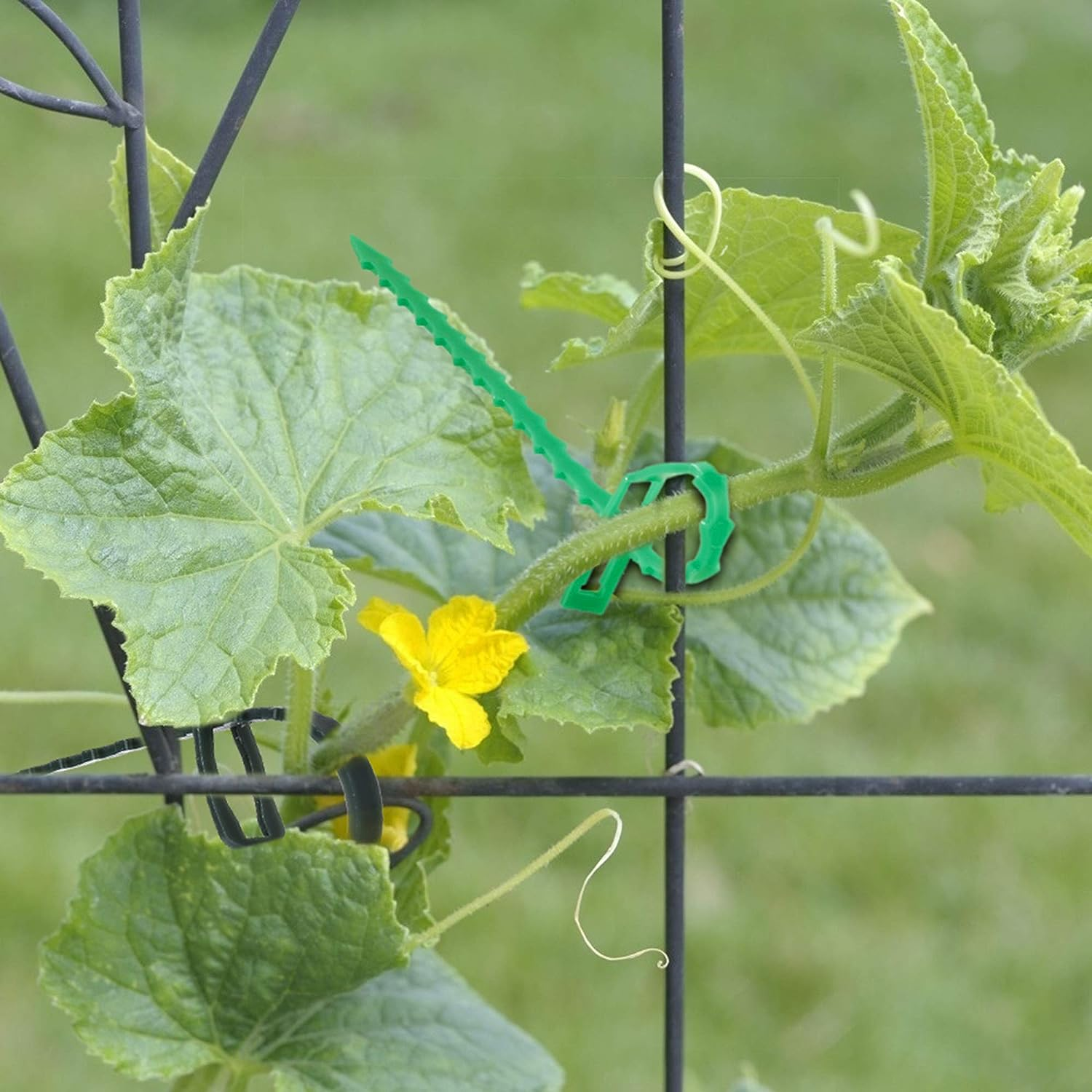 Clip da traliccio verde tiene pianta di cetriolo su rete nera. Fiore giallo visibile.