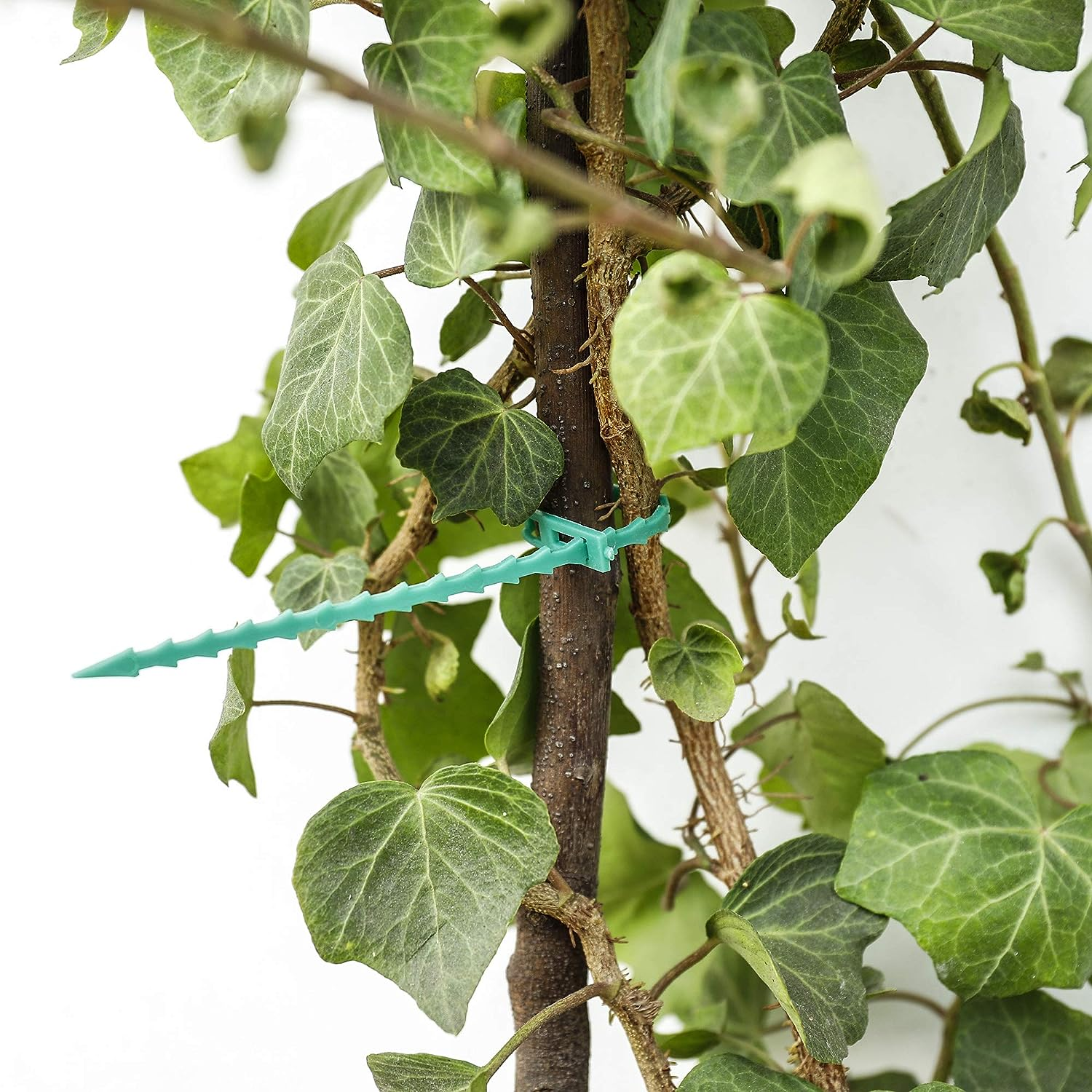 Un legaccio verde di plastica fissa un fusto di edera a un fusto marrone più spesso.
