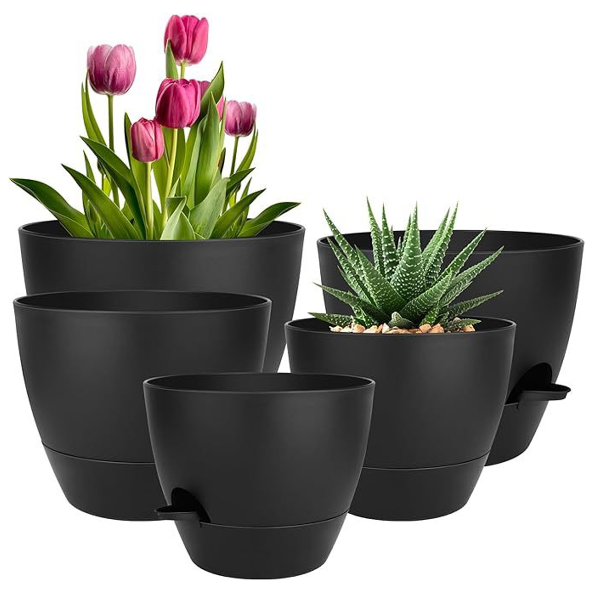 Vier schwarze Blumentöpfe mit Tulpen und einer Sukkulente.
