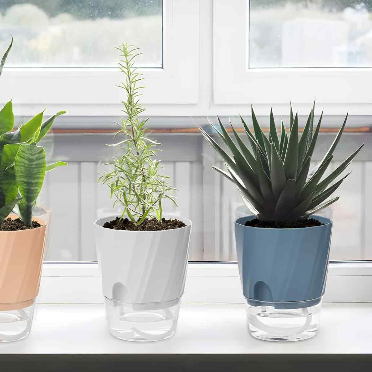 Drei Pflanzen in weißen Töpfen stehen auf einer Fensterbank vor einem Fenster.