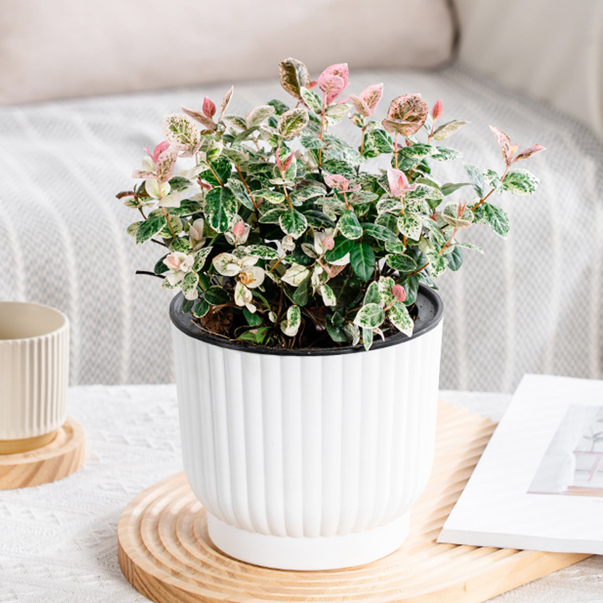 Eine Topfpflanze mit grünen und rosa Blättern in einem weißen Topf.