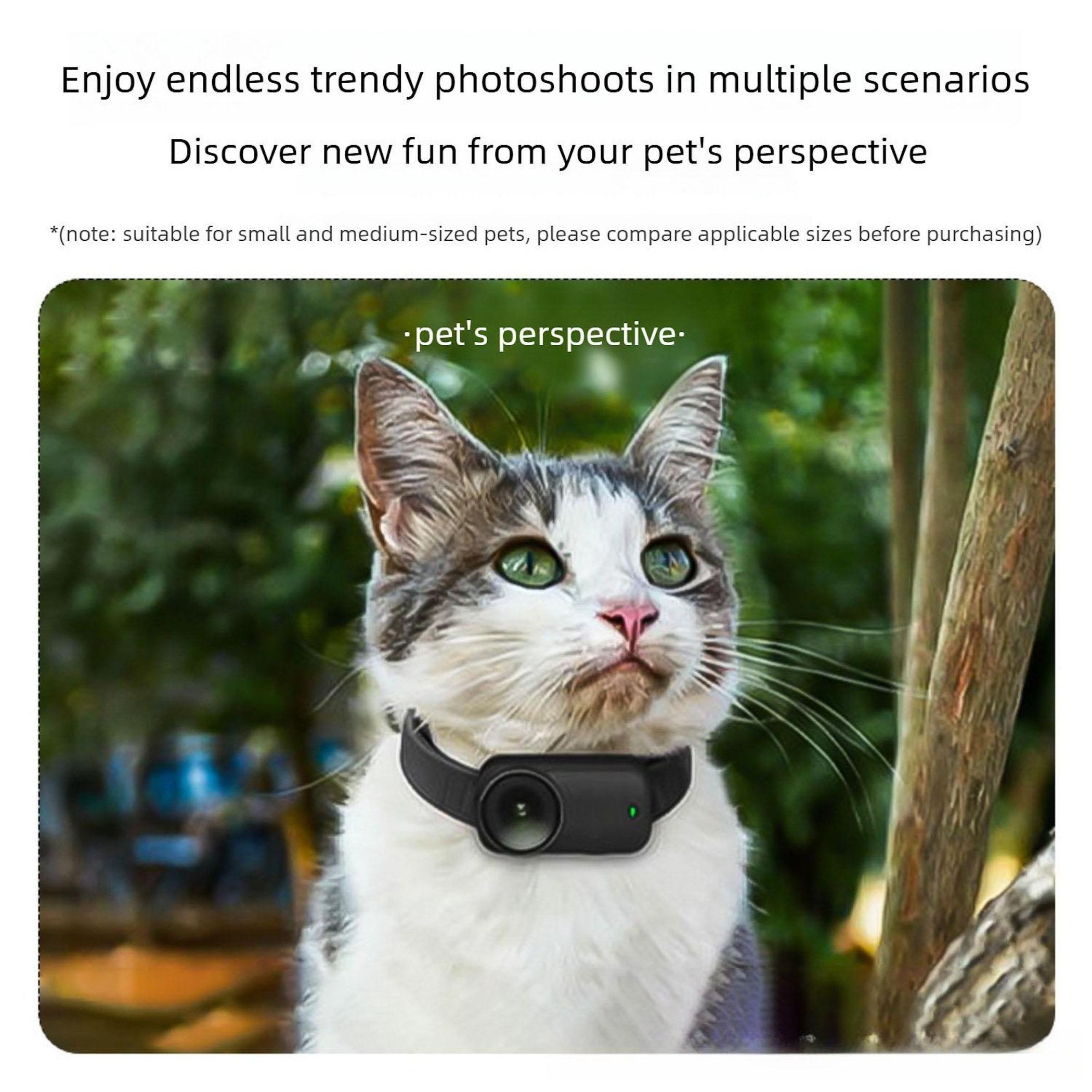 Eine Katze mit Kamera am Halsband blickt nach rechts. Grüne Bäume im Hintergrund.