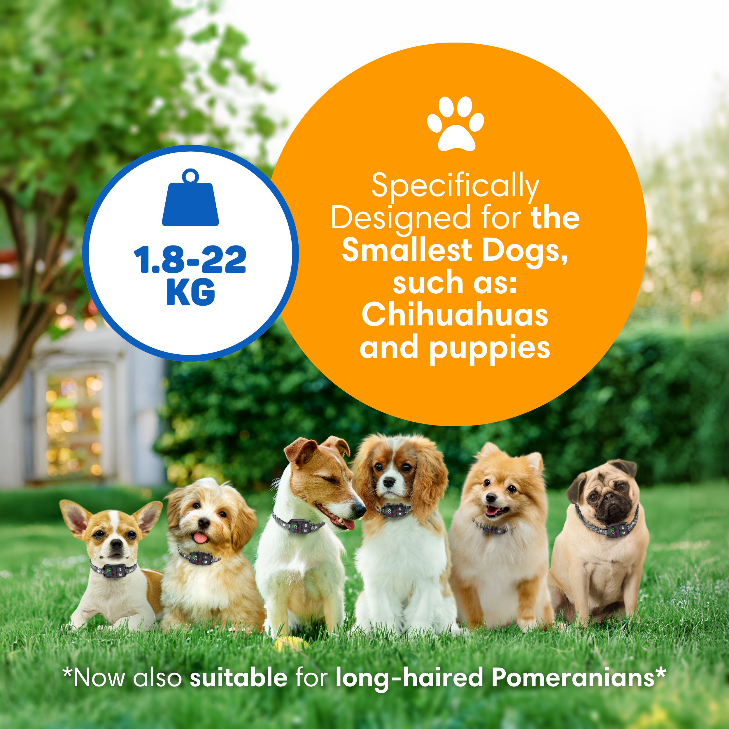 Six dogs sit in the grass, with text about dog size limits.