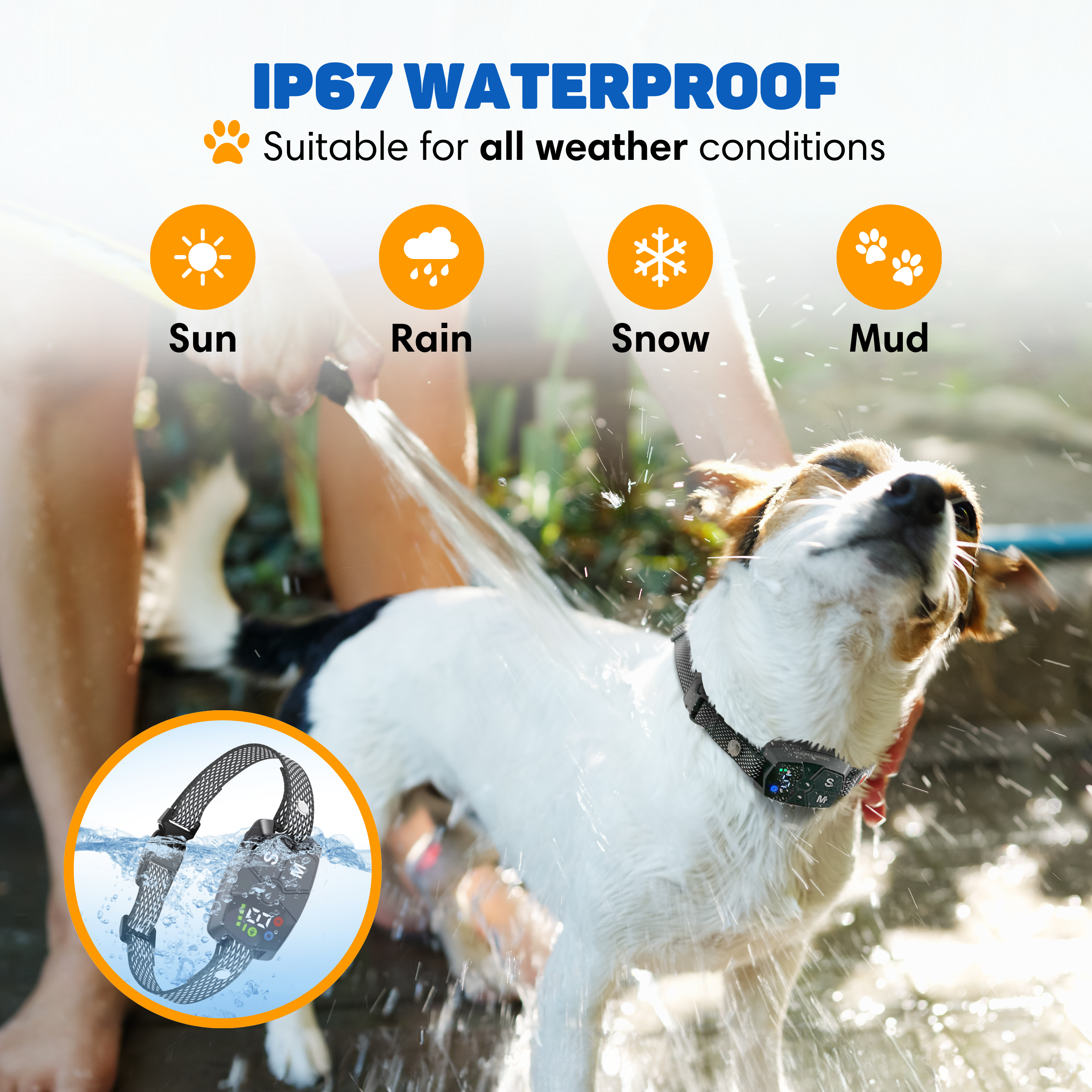 A dog is sprayed with water outdoors, showing a waterproof collar.